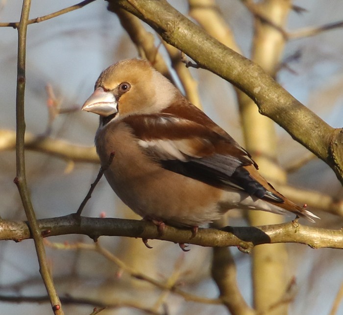 Hawfinch