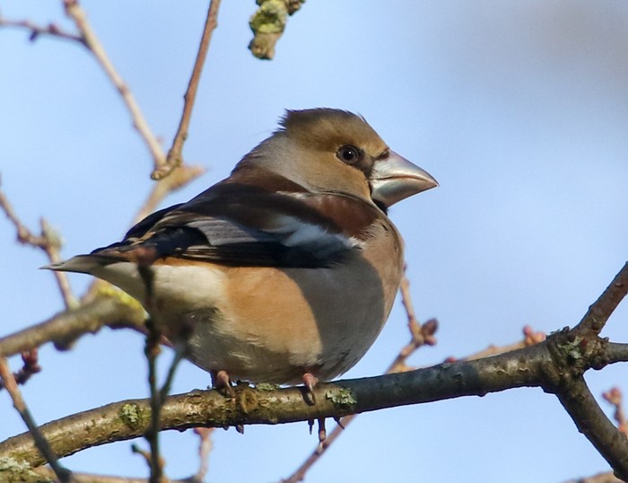 Hawfinch