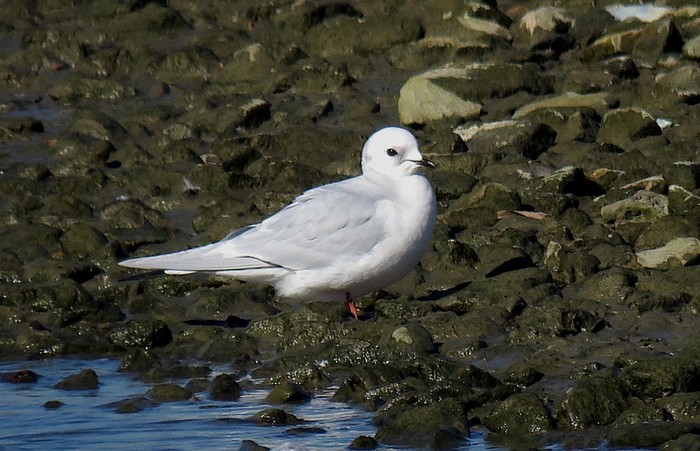 Ross's Gull