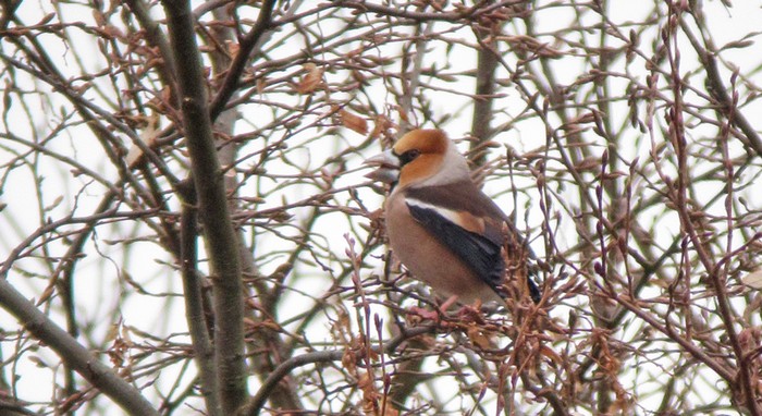 Hawfinch