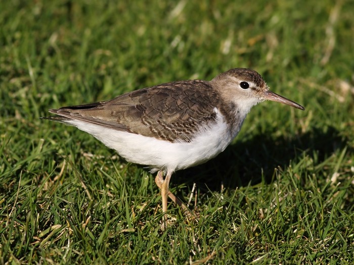 Spotted Sandpiper