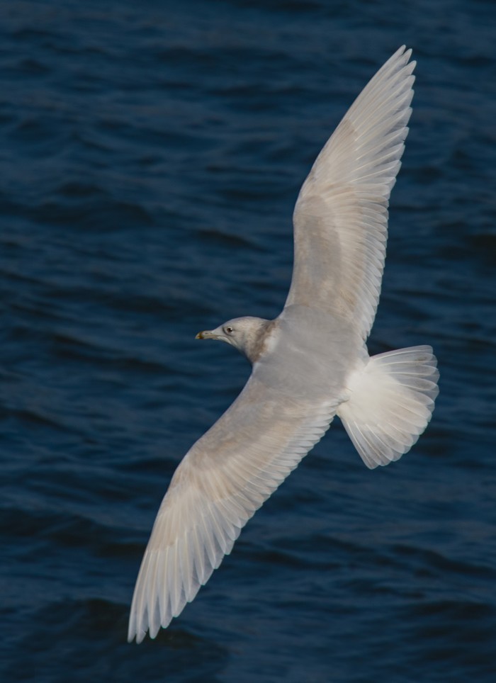 Iceland Gull