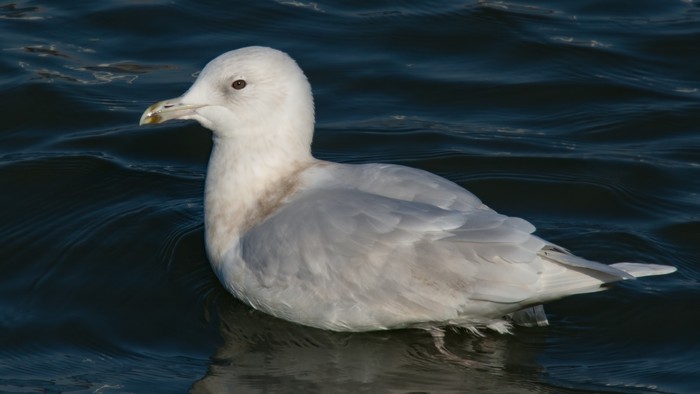 Iceland Gull