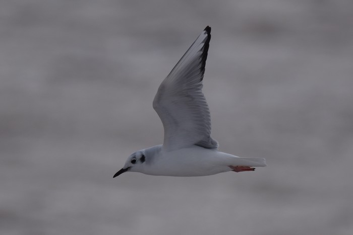 Bonaparte's Gull