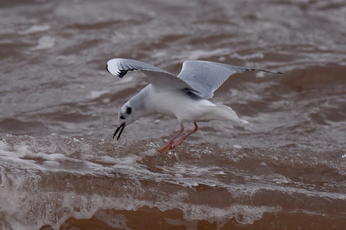 Bonaparte's Gull