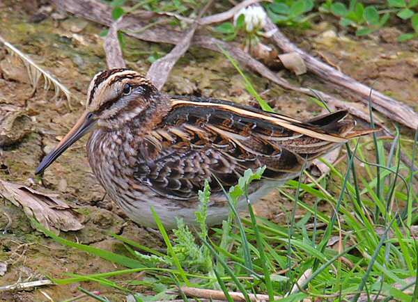Jack Snipe