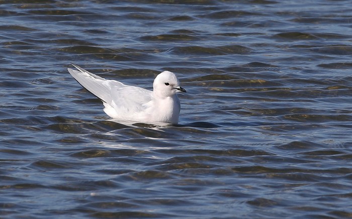 Ross's Gull