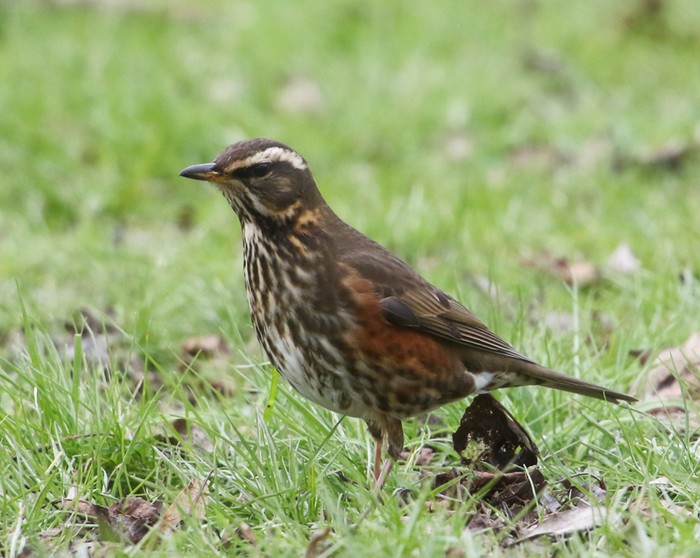 Redwing