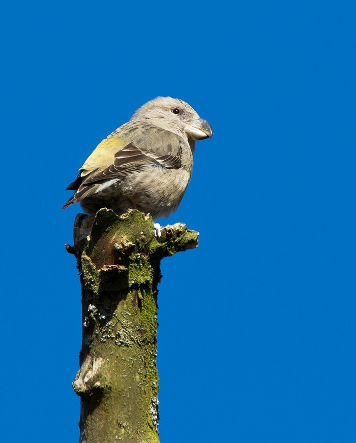Parrot Crossbill