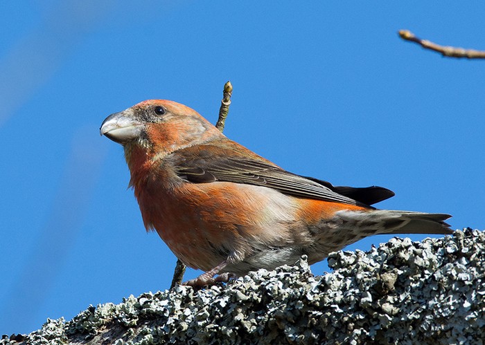 Parrot Crossbill