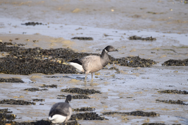 Brent Goose