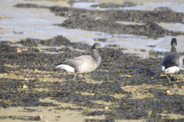 Brent Goose