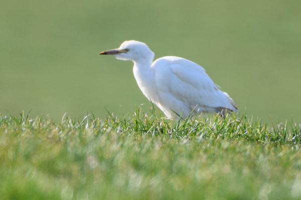 Cattle Egret