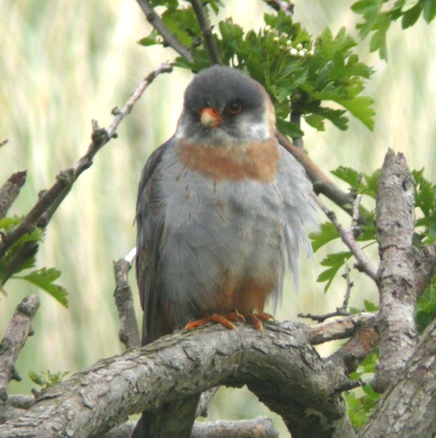 Red-footed Falcon