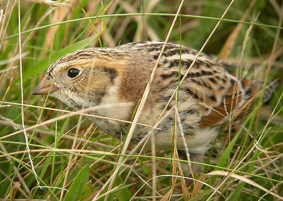 Lapland Bunting