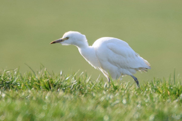 Cattle Egret