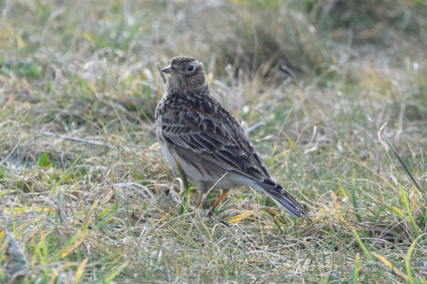 Skylark