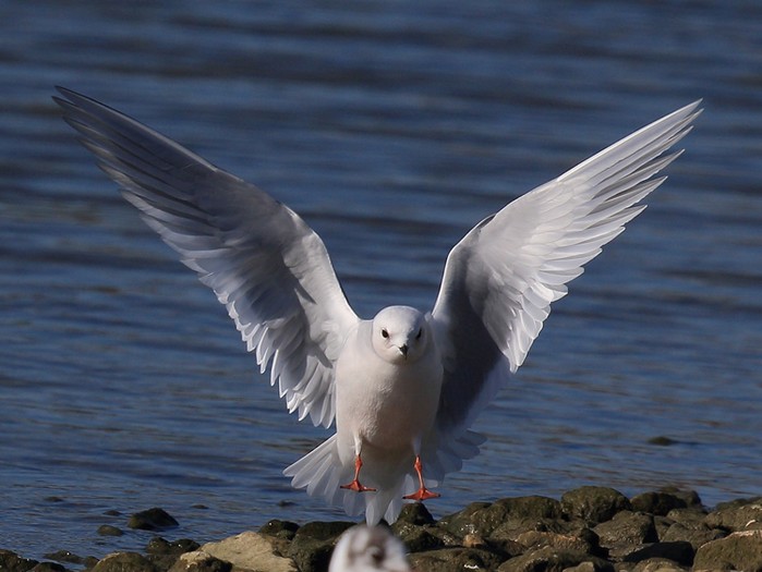 Ross's Gull