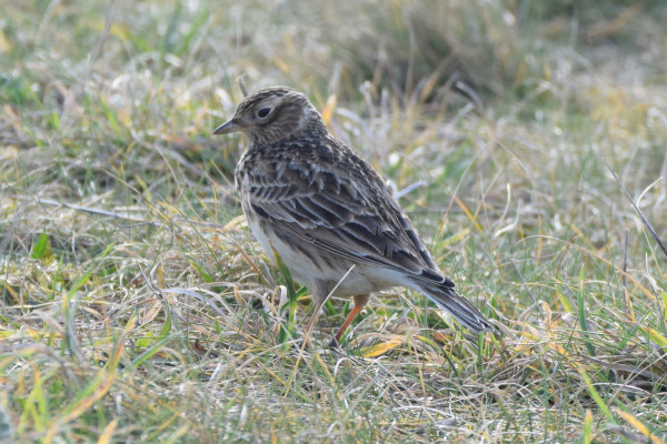 Skylark