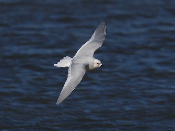 Ross's Gull