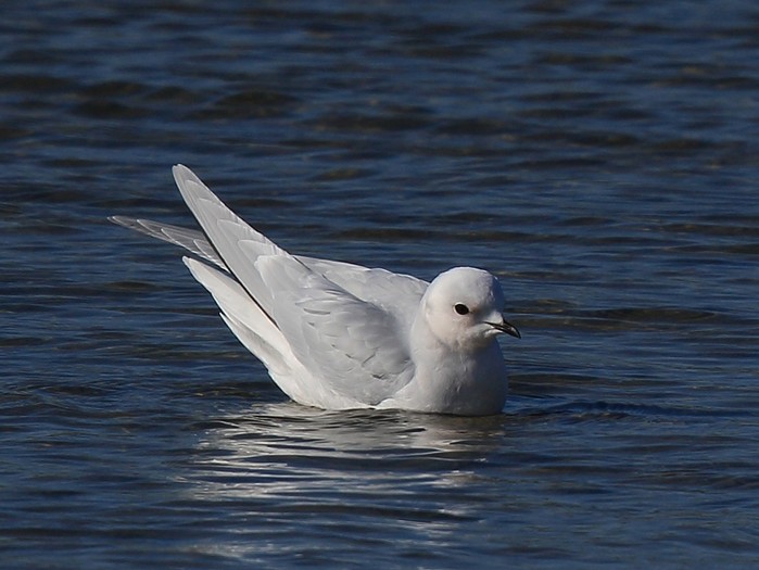 Ross's Gull