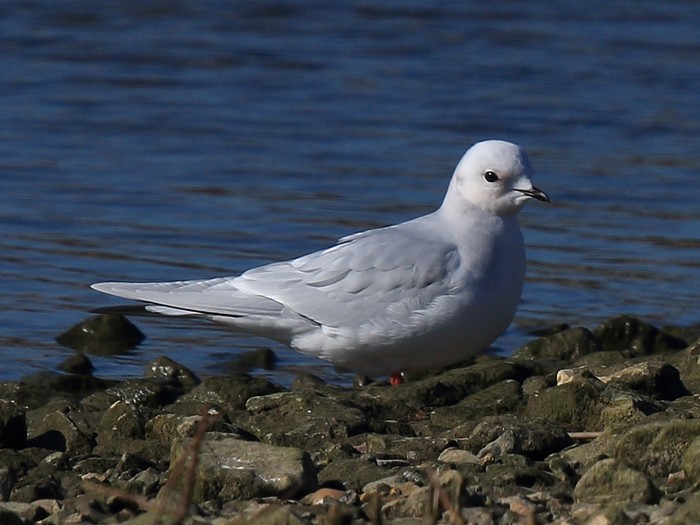 Ross's Gull