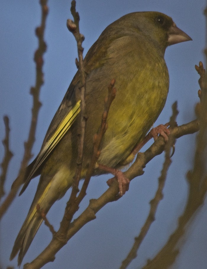 Greenfinch