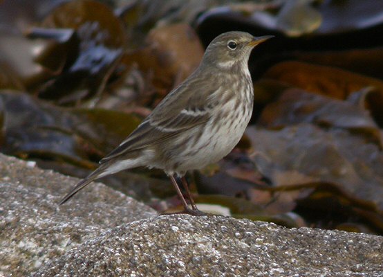 Water Pipit