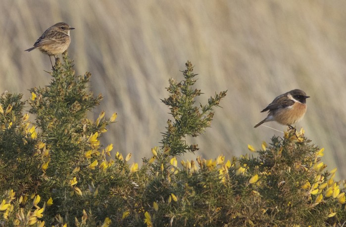 Stonechat