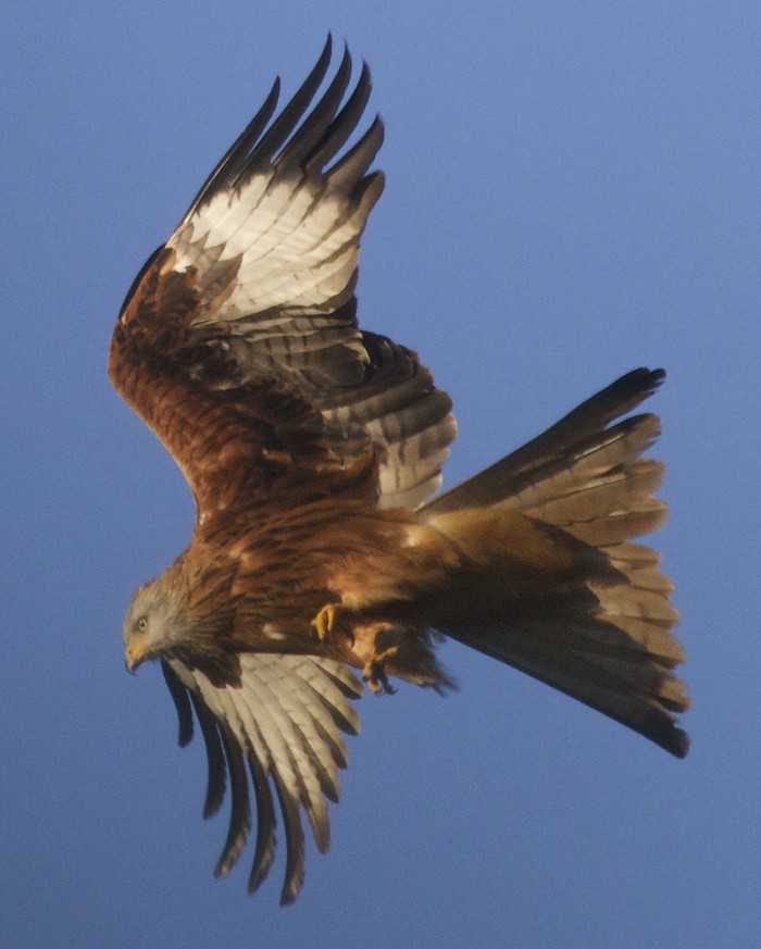 Red Kite