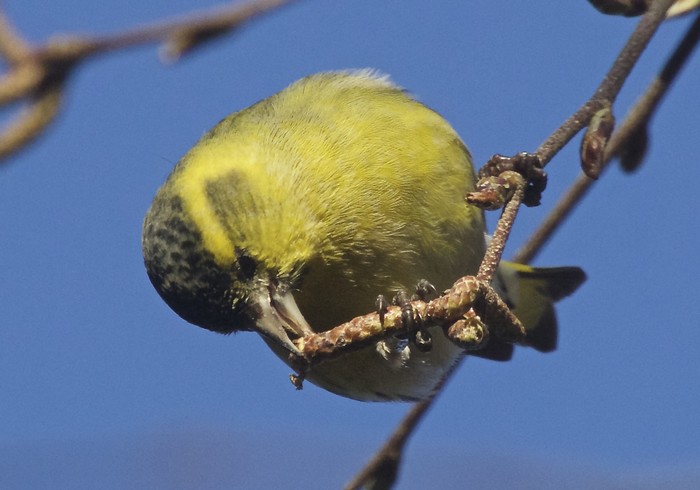 Siskin