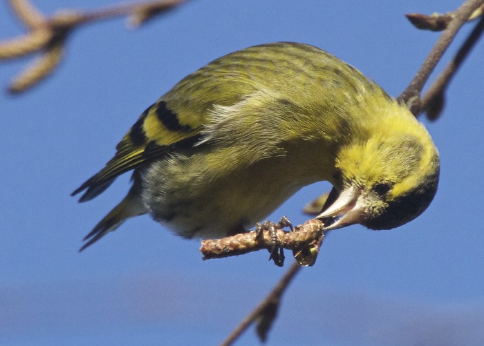 Siskin