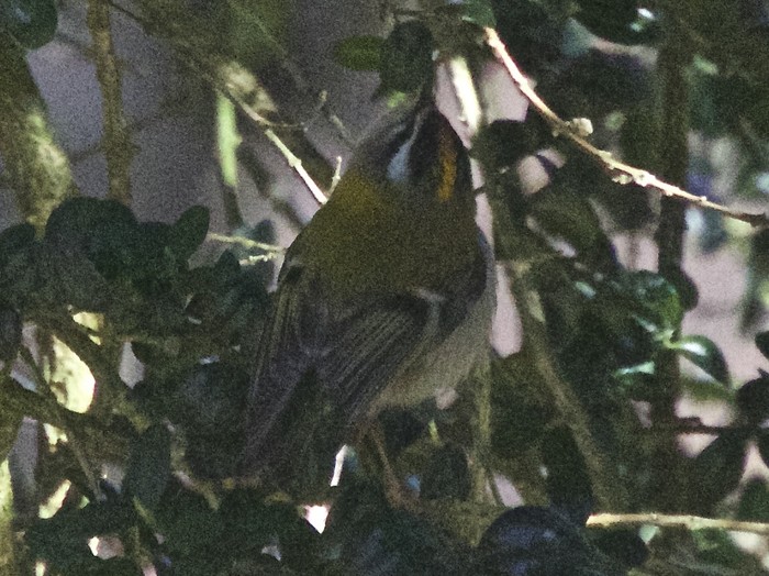 Firecrest