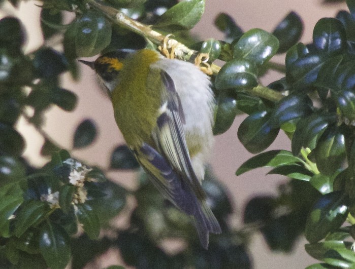 Firecrest