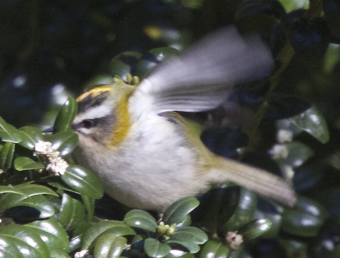 Firecrest