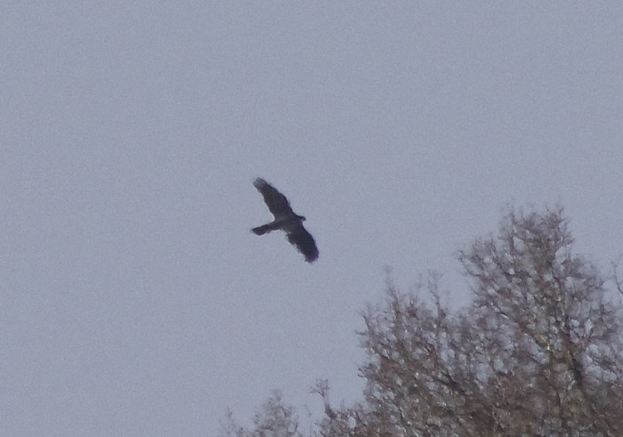 Goshawk