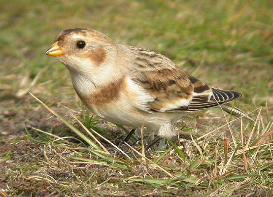 Snow Bunting