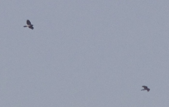 Goshawk