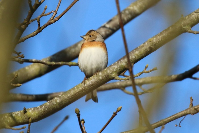 Brambling