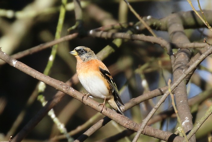 Brambling