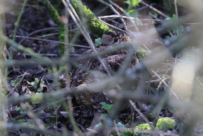 Woodcock