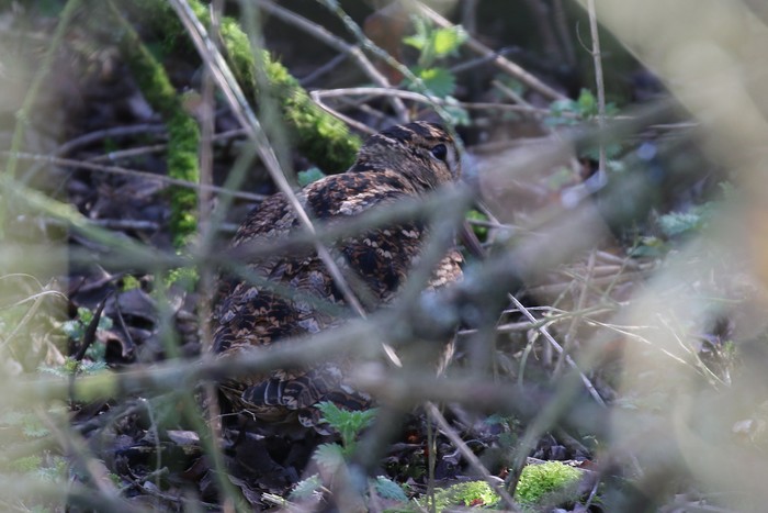 Woodcock