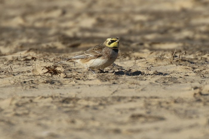 Shorelark