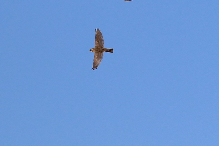 Shorelark