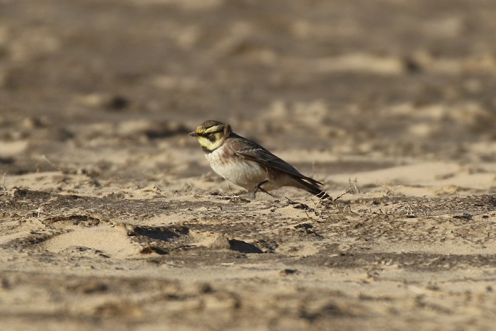 Shorelark