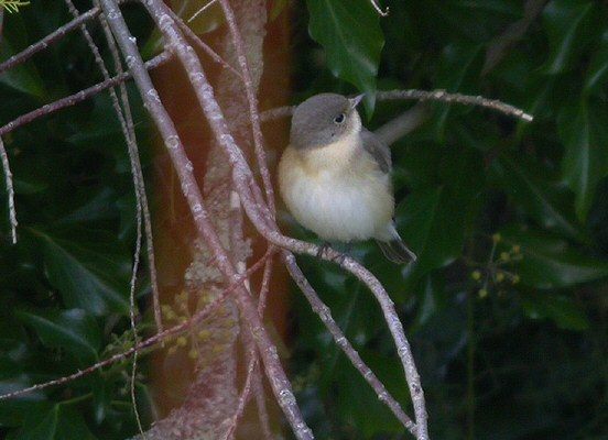 Red-breasted Flycatcher