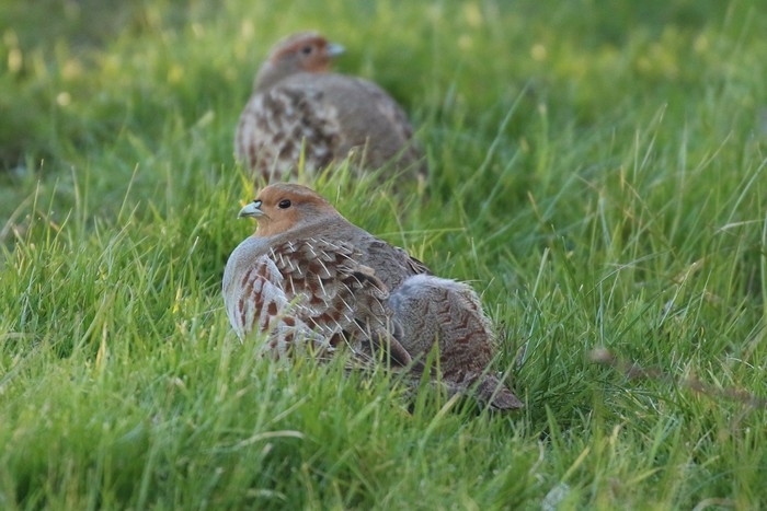 Grey Partridge