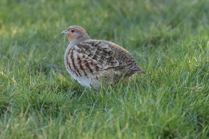 Grey Partridge
