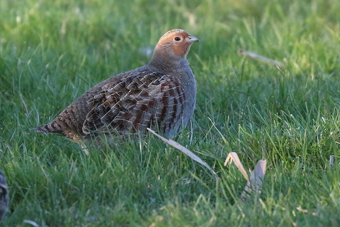Grey Partridge