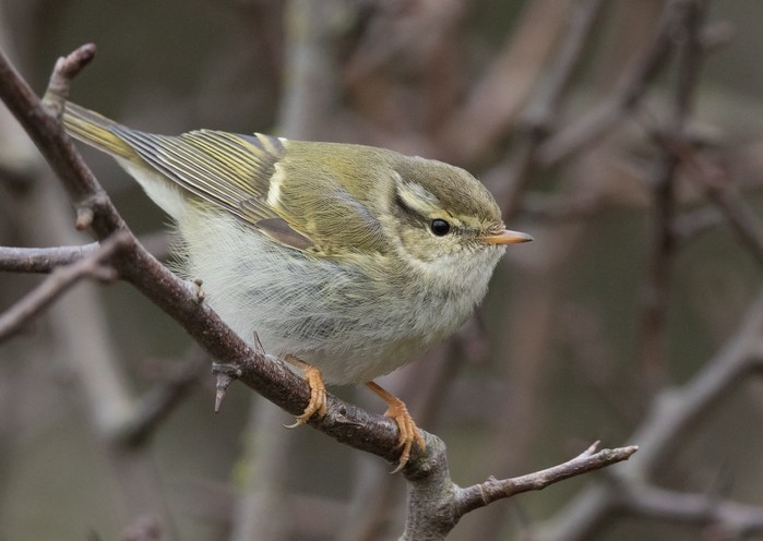 Yellow-browed Warbler